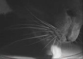 Katze beim trinken in SlowMotion