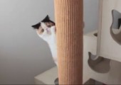 Hyperaktive Katze