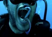Unterwasser Zahnarzte der Natur