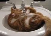 Katze spielt im Waschbecken