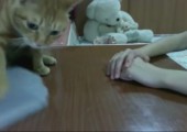 Katze fordert menschliche Unterstützung