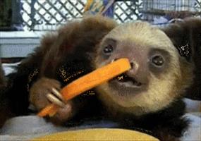 Hornoxe.com – Gifdump #36 – Animierter Picdump