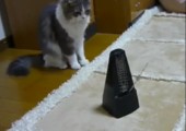 Katze vs. Metronom