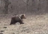 Da kommt der Bär