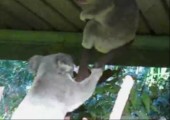 Koala vs. Koala