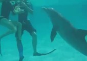 Sehr aufdringlicher Delfin