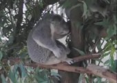 Koala spielt Luftgitarre
