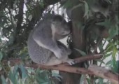Koala spielt Luftgitarre
