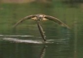 Vogel nutzt beim fischen die Aerodynamik aus