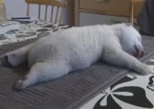 Süßes Eisbärbaby Siku