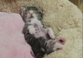 Süßes Kätzchen schläft auf Kuscheltier