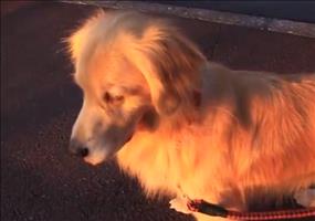 Der Polizeisirenenhund