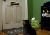 Katze holt die Post