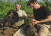 Dreharbeiten mit Schimpansen