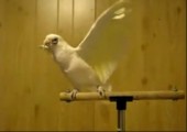 Dubstep bird