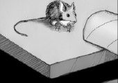 Maus ohne Mausfalle fangen