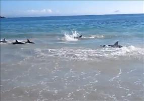30 Delfine am Strand gerettet