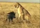 Löwe vs. Warzenschwein