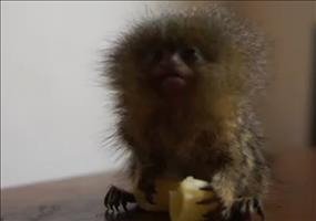 Kleiner Affe isst Nudel