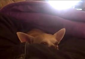 In Herrchens Schoß ist es doch immer noch am schönsten