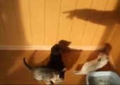 Katzen gegen das schwarze Monster