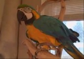 Lachender Papagei