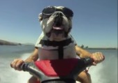 Hund auf Jetski