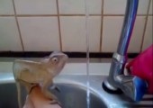 Chamäleon beim Händewaschen