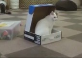 Katze gefangen in einer Box