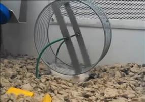 Ich glaube der Hamster macht da irgendwas falsch
