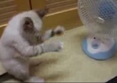 Katze vs. Luft