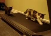 Katzen auf dem Laufband Part 2