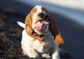 Rennende Basset Hounds