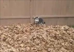 Husky und Laubhaufen