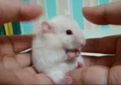 Dramatic Hamster