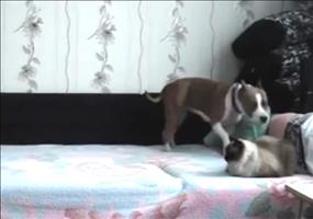 Dieser Hund darf nicht aufs Bett