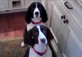 Essenszeit für Hunde