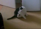Fett Katze versucht sich am Kopf zu kratzen