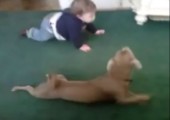 Dieser Hund tut es dem Baby gleich