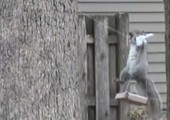 Eichhörnchen spielt Seilrutsche
