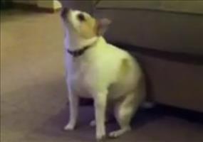 Hund tanzt zu Shake that ass for me