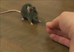 So bringt man seinen Mäusen das Rückwärtslaufen bei