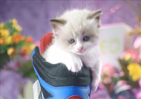 Nach dem Ausraster: Sneakers, Katzen und Oliver Korittke