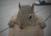Eichhörnchen liebt Erdnussbutter