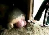 Schwein mit dicken Eiern