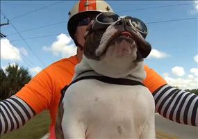 Hund grüßt andere Motorradfahrer