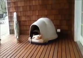 Sehr geräumige Hundehütte