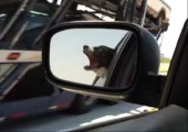 Hund versucht vorbeifahrende Autos zu beißen