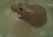 Ratte nimmt ein Bad