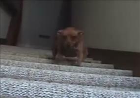 Hund mit schnellen Beinchen